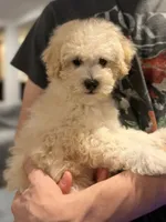 Big Boy, a male Poodle - Toy  for sale in Atlanta, GA – 2 of 3