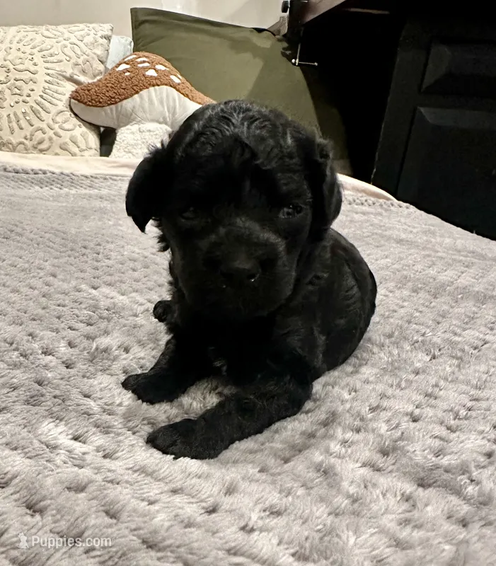 Misty – Poodle - Toy  puppy for sale in Atlanta, GA