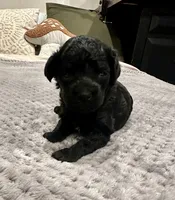 Mandy, a female Poodle - Toy  for sale in Atlanta, GA – 4 of 10