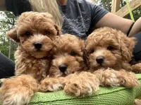 Bella, a female Poodle - Toy  for sale in Atlanta, GA – 5 of 10