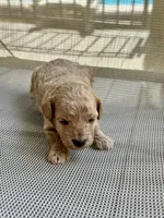 Hunter, a male Poodle - Miniature  for sale in Atlanta, GA – 10 of 10