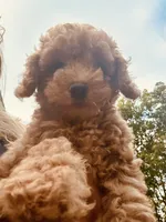 Sarah, a female Poodle - Miniature  for sale in Atlanta, GA – 5 of 10