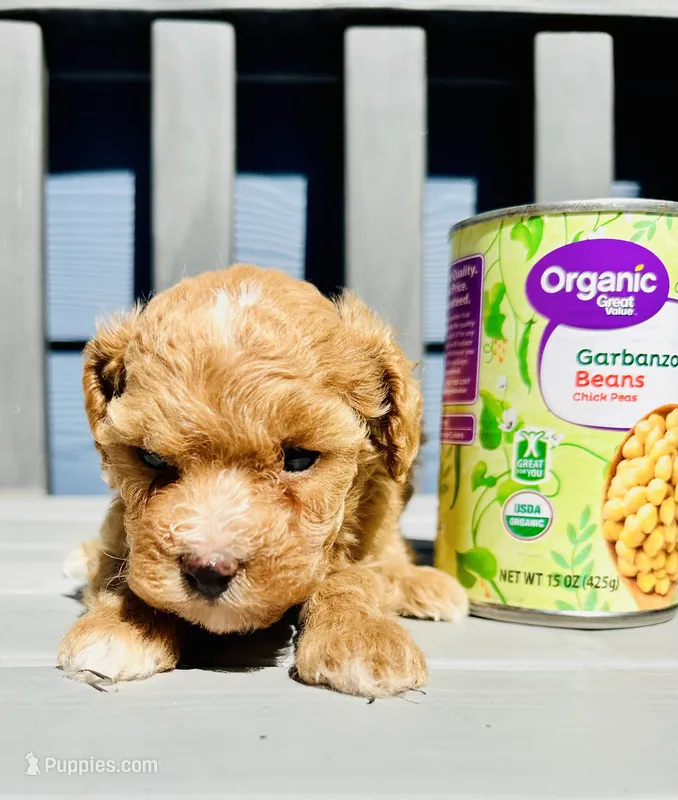 Bently – Poodle - Toy  puppy for sale in Atlanta, GA