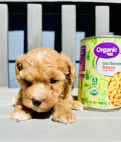 Bently, a male Poodle - Toy  for sale in Atlanta, GA – 1 of 9