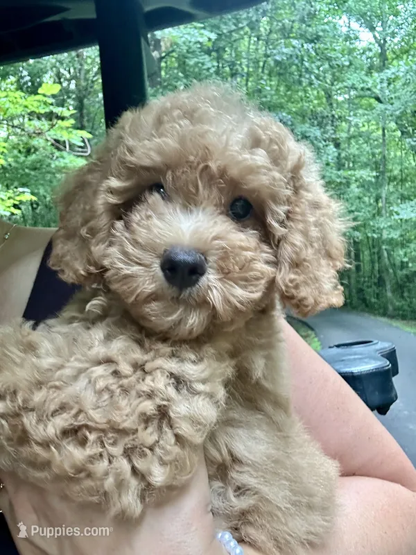 Sarah – Poodle - Toy  puppy for sale in Atlanta, GA