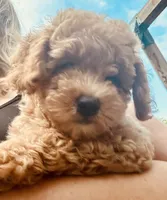 Hunter, a male Poodle - Toy  for sale in Atlanta, GA – 6 of 10