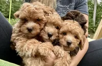 Bella, a female Poodle - Toy  for sale in Atlanta, GA – 8 of 10