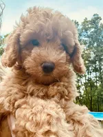Sarah, a female Poodle - Miniature  for sale in Atlanta, GA – 2 of 10