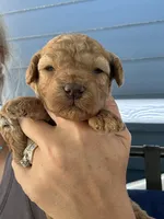 Bruce, a male Poodle - Miniature  for sale in Atlanta, GA – 4 of 5