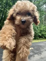 Betsy, a female Poodle - Toy  for sale in Atlanta, GA – 9 of 10