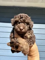 Maverick , a male Poodle - Toy  for sale in Atlanta, GA – 4 of 10