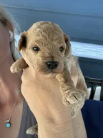 Hunter, a male Poodle - Miniature  for sale in Atlanta, GA – 6 of 10
