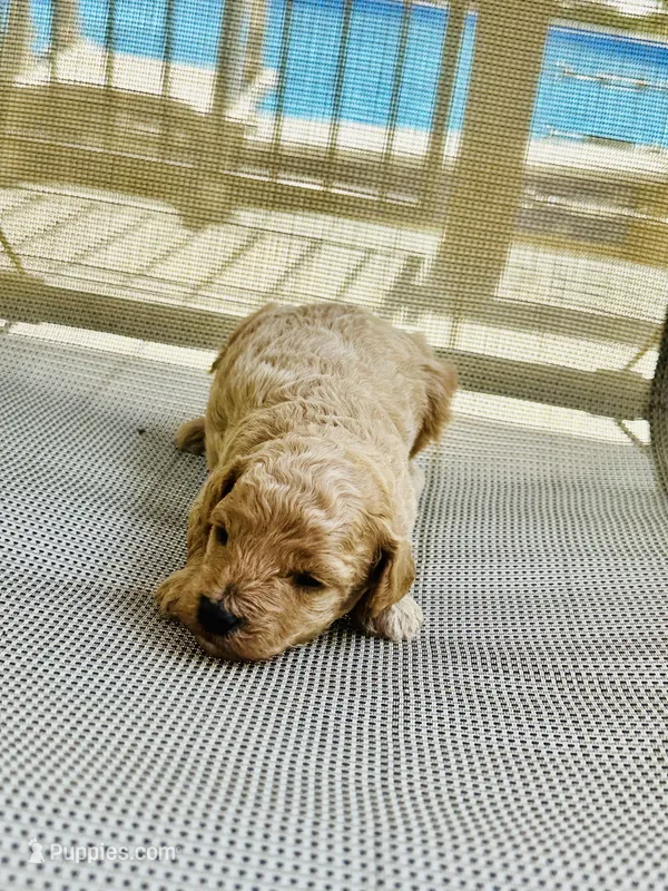 Hunter – Poodle - Miniature  puppy for sale in Atlanta, GA