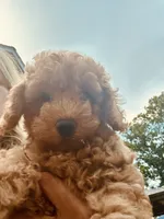 Sarah, a female Poodle - Miniature  for sale in Atlanta, GA – 3 of 10