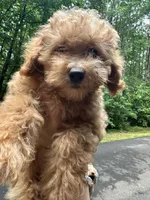 Betsy, a female Poodle - Toy  for sale in Atlanta, GA – 6 of 10