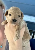 Hunter, a male Poodle - Miniature  for sale in Atlanta, GA – 4 of 10