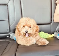 Bently, a male Poodle - Toy  for sale in Atlanta, GA – 2 of 10