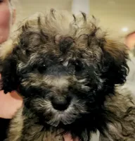 Baby boy , a male Poodle - Toy  for sale in Atlanta, GA – 2 of 3
