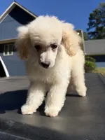 Cotton, a male Poodle - Toy  for sale in Atlanta, GA – 9 of 9