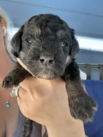 Axel, a male Poodle - Miniature  for sale in Atlanta, GA – 2 of 9