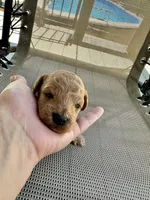 Hunter, a male Poodle - Miniature  for sale in Atlanta, GA – 7 of 10