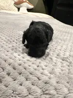 Mandy, a female Poodle - Toy  for sale in Atlanta, GA – 6 of 10