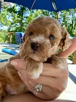 Bently, a male Poodle - Toy  for sale in Atlanta, GA – 3 of 9