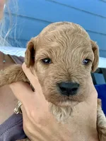 Hunter, a male Poodle - Miniature  for sale in Atlanta, GA – 8 of 10