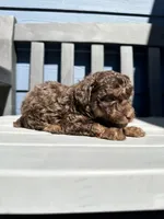 Maverick , a male Poodle - Toy  for sale in Atlanta, GA – 7 of 10