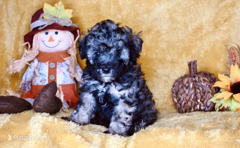 Bentley  – Poodle - Toy  puppy for sale in Atlanta, GA