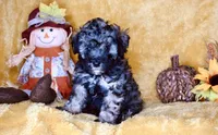 Bentley , a male Poodle - Toy  for sale in Atlanta, GA – 1 of 3