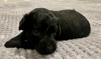 Mandy, a female Poodle - Toy  for sale in Atlanta, GA – 2 of 10