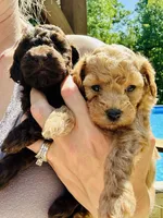 Bella, a female Poodle - Toy  for sale in Atlanta, GA – 2 of 10
