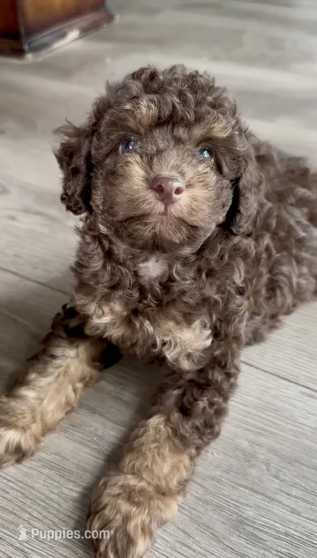 Maverick  – Poodle - Toy  puppy for sale in Atlanta, GA