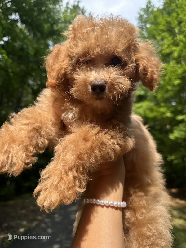 Betsy – Poodle - Toy  puppy for sale in Atlanta, GA