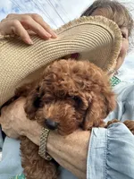 Mia, a female Poodle - Toy  for sale in Atlanta, GA – 2 of 10