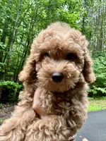 Sarah, a female Poodle - Toy  for sale in Atlanta, GA – 4 of 10