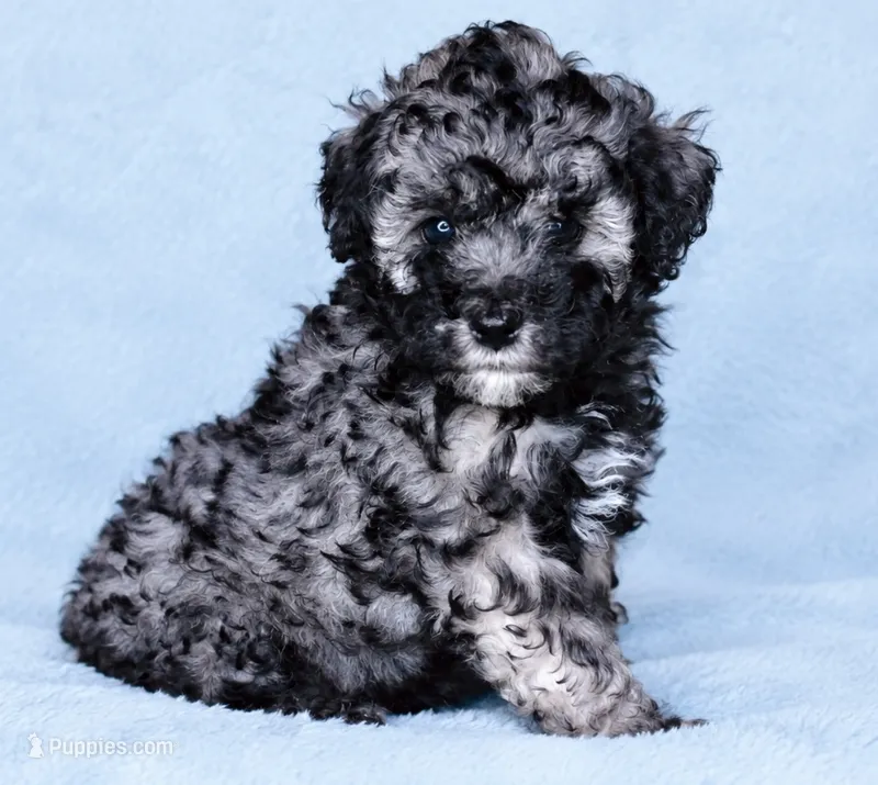 Baby boy  – Poodle - Toy  puppy for sale in Atlanta, GA