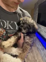 Baby boy , a male Poodle - Toy  for sale in Atlanta, GA – 3 of 3