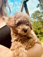 Hunter, a male Poodle - Toy  for sale in Atlanta, GA – 3 of 10