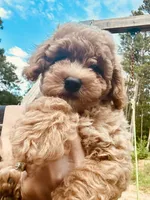 Hunter, a male Poodle - Toy  for sale in Atlanta, GA – 5 of 10