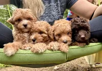 Co Co, a male Poodle - Toy  for sale in Atlanta, GA – 10 of 10