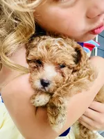 Bently, a male Poodle - Toy  for sale in Atlanta, GA – 8 of 9