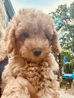 Sarah, a female Poodle - Miniature  for sale in Atlanta, GA – 4 of 10