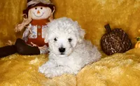 Teddy, a male Poodle - Miniature  for sale in Atlanta, GA – 1 of 6