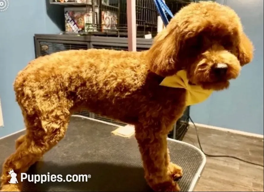 Teddy, a male Poodle - Toy  for sale in Atlanta, GA – 2 of 4