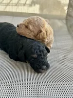 Axel, a male Poodle - Miniature  for sale in Atlanta, GA – 9 of 9