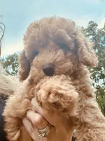 Sarah, a female Poodle - Miniature  for sale in Atlanta, GA – 6 of 10