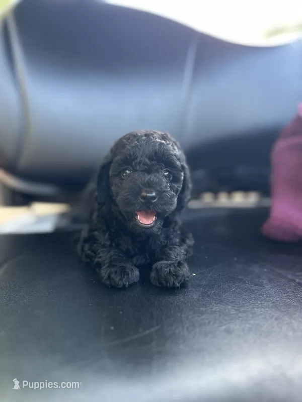 Misty – Poodle - Toy  puppy for sale in Atlanta, GA