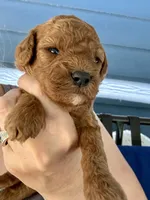 Mia, a female Poodle - Miniature  for sale in Atlanta, GA – 4 of 4